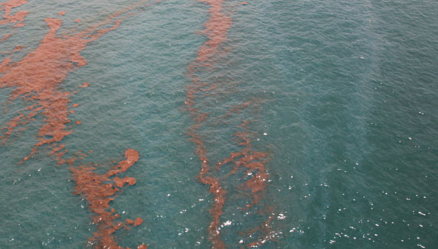 Chandeleur Islands oil spill BP
