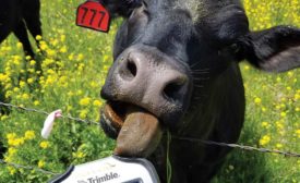 cow licking survey gear