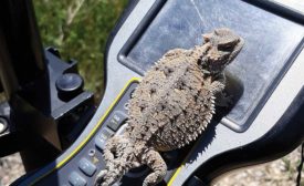 horned lizard on survey equipment