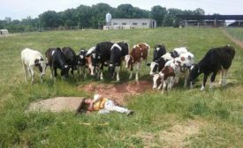land surveyor greeting by cows
